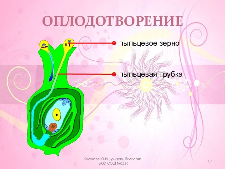 ОПЛОДОТВОРЕНИЕ Косогова Ю.И., учитель биологии ГБОУ СОШ №1130