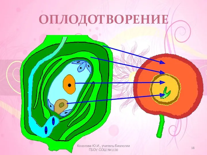 ОПЛОДОТВОРЕНИЕ Косогова Ю.И., учитель биологии ГБОУ СОШ №1130