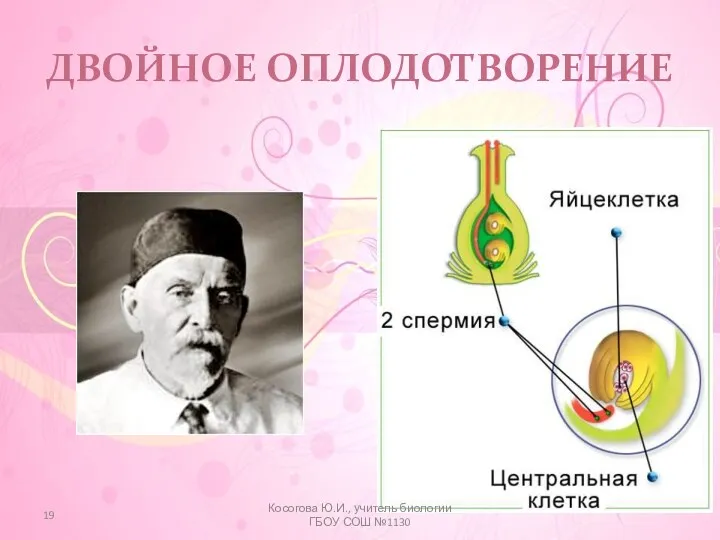 ДВОЙНОЕ ОПЛОДОТВОРЕНИЕ Косогова Ю.И., учитель биологии ГБОУ СОШ №1130