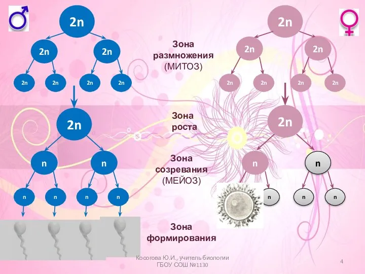 2n n n n n n n Зона размножения (МИТОЗ)