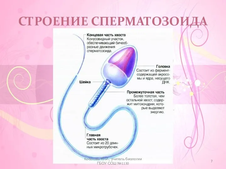 СТРОЕНИЕ СПЕРМАТОЗОИДА Косогова Ю.И., учитель биологии ГБОУ СОШ №1130