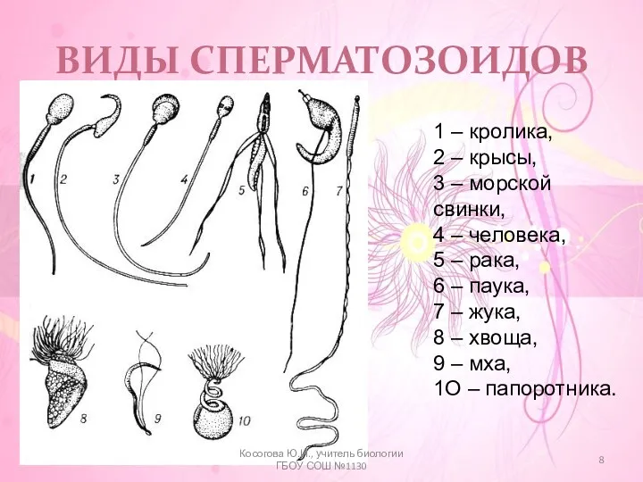 ВИДЫ СПЕРМАТОЗОИДОВ 1 – кролика, 2 – крысы, 3 –