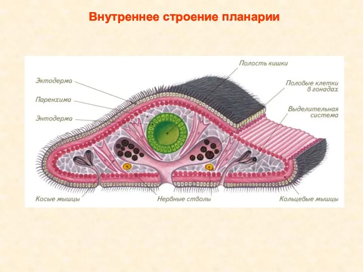 Внутреннее строение планарии