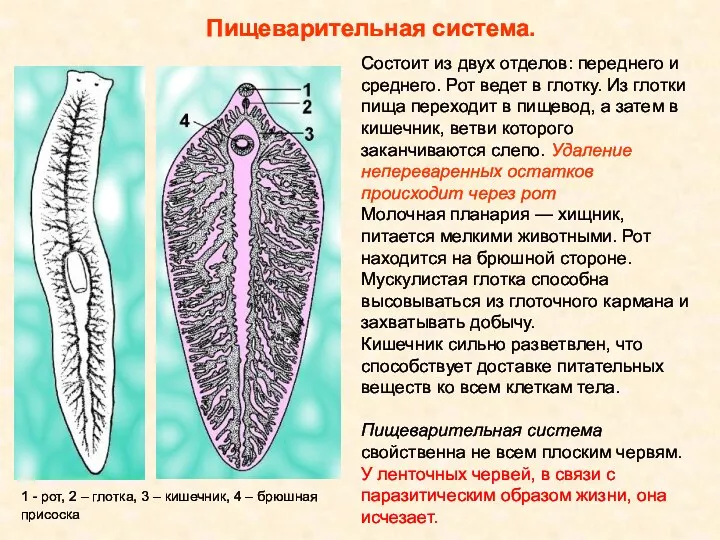 Пищеварительная система. Состоит из двух отделов: переднего и среднего. Рот