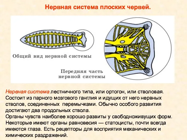 Нервная система плоских червей. Нервная система лестничного типа, или ортогон,