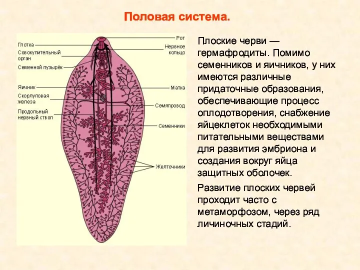 Половая система. Плоские черви — гермафродиты. Помимо семенников и яичников,