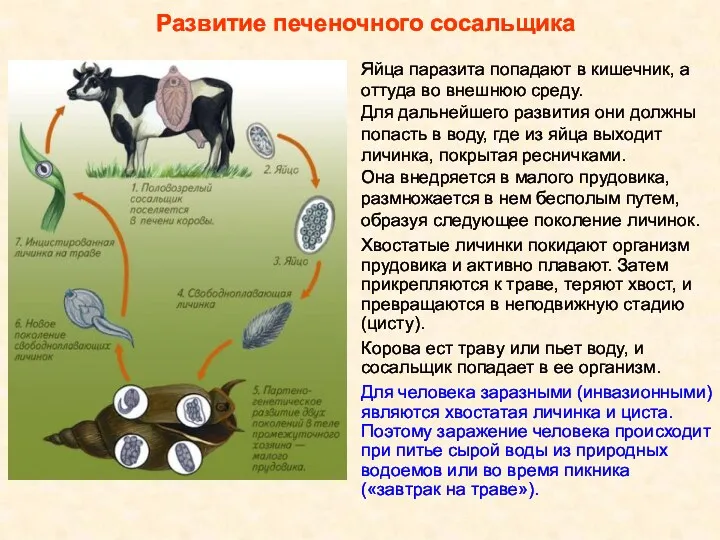 Развитие печеночного сосальщика Яйца паразита попадают в кишечник, а оттуда