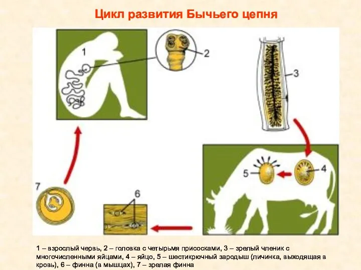 Цикл развития Бычьего цепня 1 – взрослый червь, 2 –