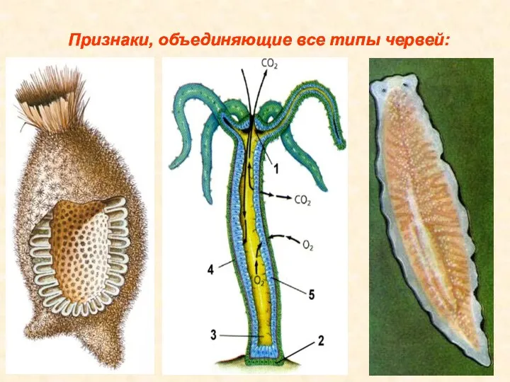 Признаки, объединяющие все типы червей: