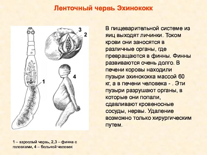 Ленточный червь Эхинококк В пищеварительной системе из яиц выходят личинки.