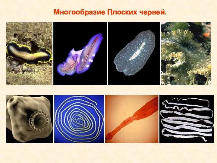 Многообразие Плоских червей.