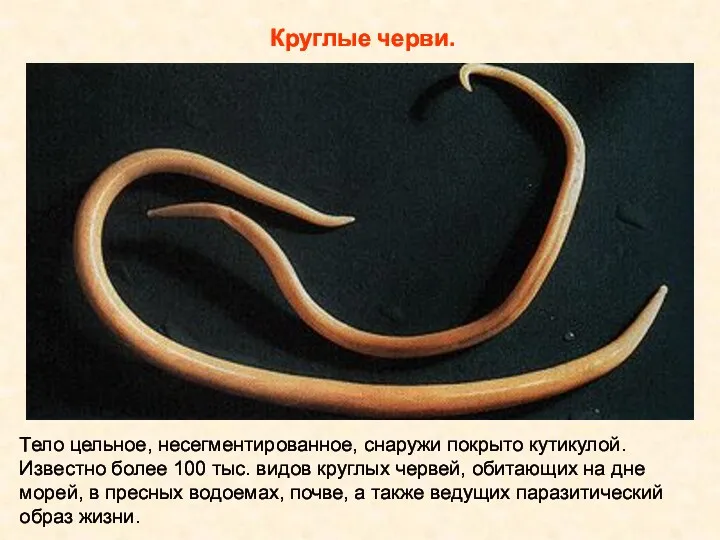 Круглые черви. Тело цельное, несегментированное, снаружи покрыто кутикулой. Известно более