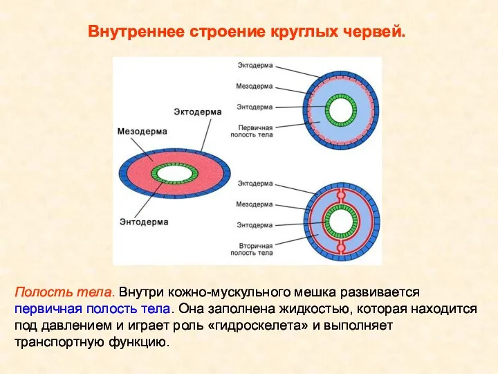 Внутреннее строение круглых червей. Полость тела. Внутри кожно-мускульного мешка развивается