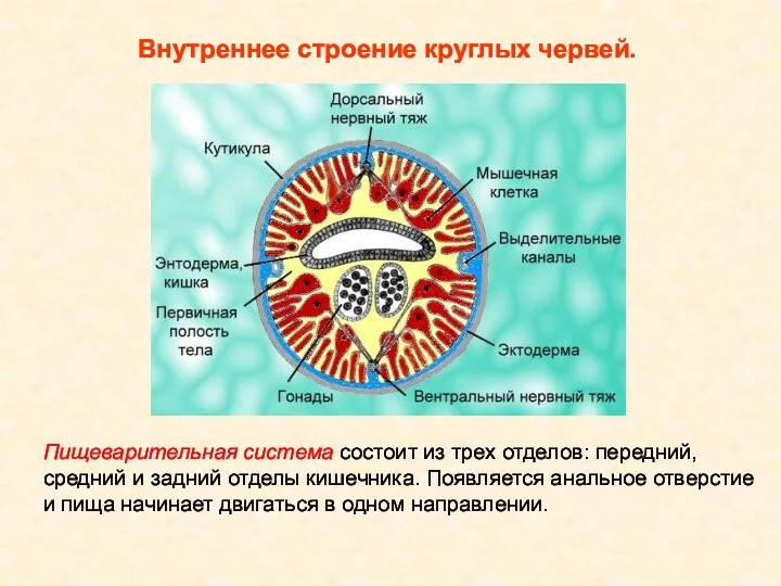 Внутреннее строение круглых червей. Пищеварительная система состоит из трех отделов: