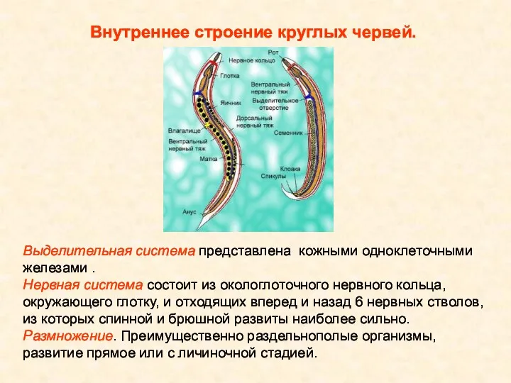 Внутреннее строение круглых червей. Выделительная система представлена кожными одноклеточными железами