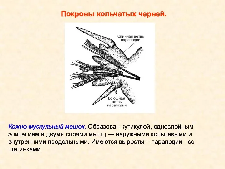 Кожно-мускульный мешок. Образован кутикулой, однослойным эпителием и двумя слоями мышц