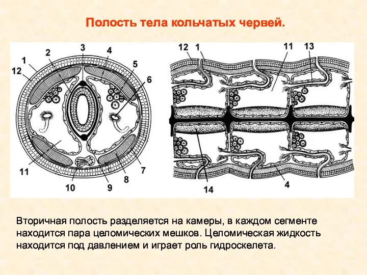 Вторичная полость разделяется на камеры, в каждом сегменте находится пара