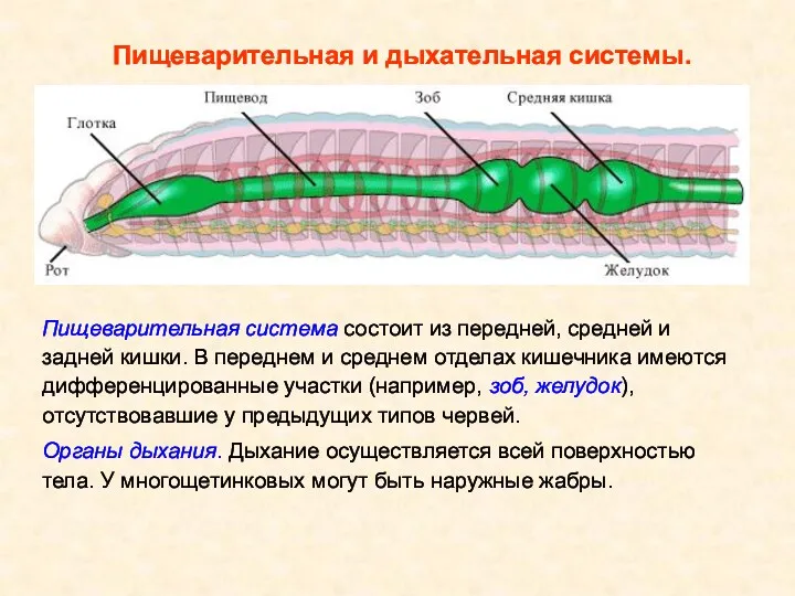 Пищеварительная система состоит из передней, средней и задней кишки. В