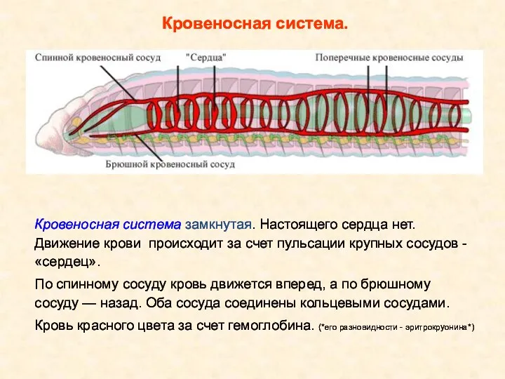 Кровеносная система замкнутая. Настоящего сердца нет. Движение крови происходит за