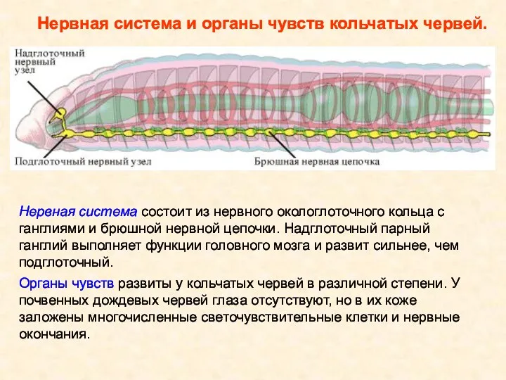 Нервная система состоит из нервного окологлоточного кольца с ганглиями и