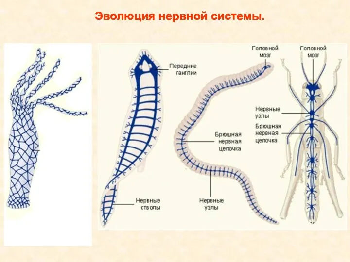 Эволюция нервной системы.