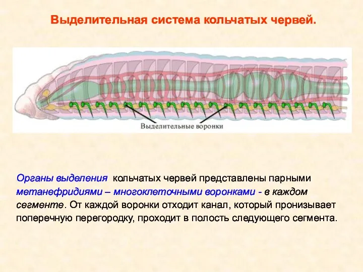 Органы выделения кольчатых червей представлены парными метанефридиями – многоклеточными воронками