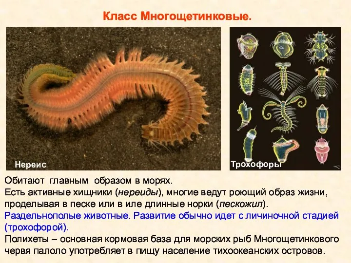 Класс Многощетинковые. Обитают главным образом в морях. Есть активные хищники