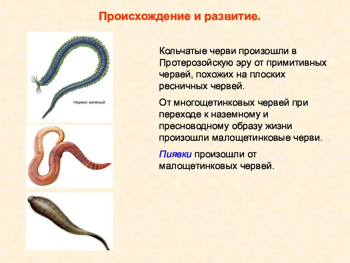 Происхождение и развитие. Кольчатые черви произошли в Протерозойскую эру от