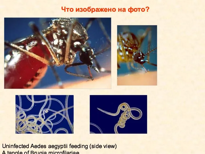 Что изображено на фото? Uninfected Aedes aegyptii feeding (side view) A tangle of Brugia microfilariae