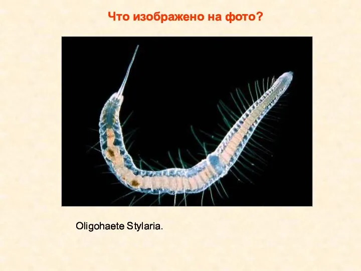 Что изображено на фото? Oligohaete Stylaria.