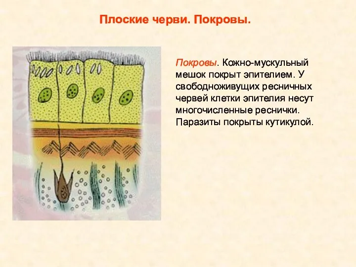 Плоские черви. Покровы. Покровы. Кожно-мускульный мешок покрыт эпителием. У свободноживущих