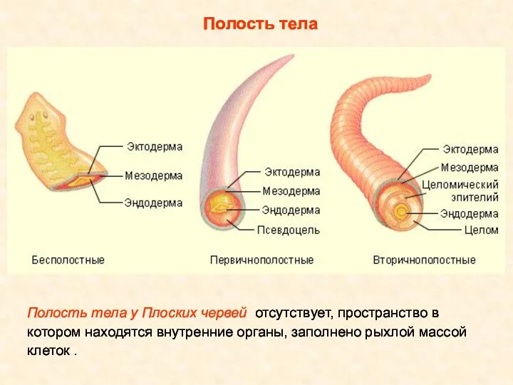 Полость тела Полость тела у Плоских червей отсутствует, пространство в