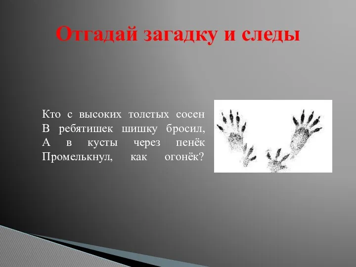 Отгадай загадку и следы Кто с высоких толстых сосен В