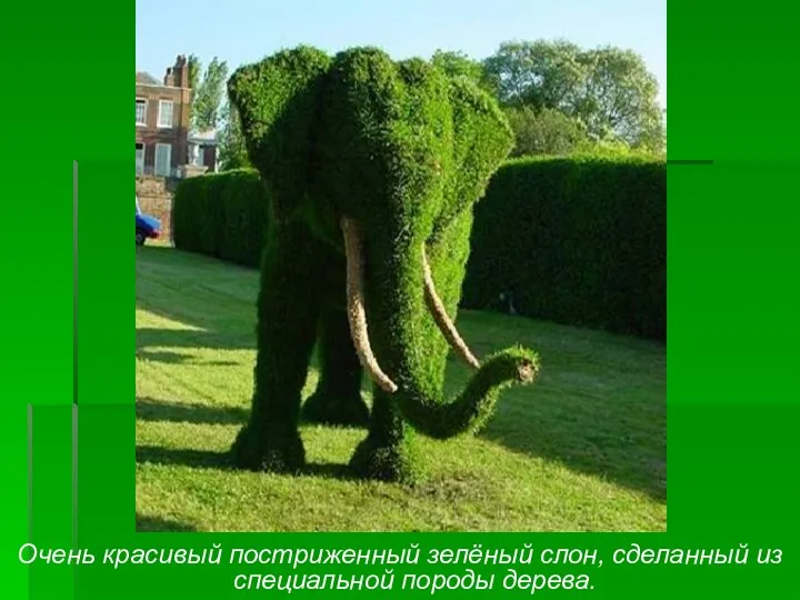 Очень красивый постриженный зелёный слон, сделанный из специальной породы дерева.