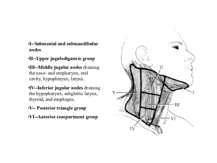 I--Submental and submandibular nodes II--Upper jugulodigastric group III--Middle jugular nodes
