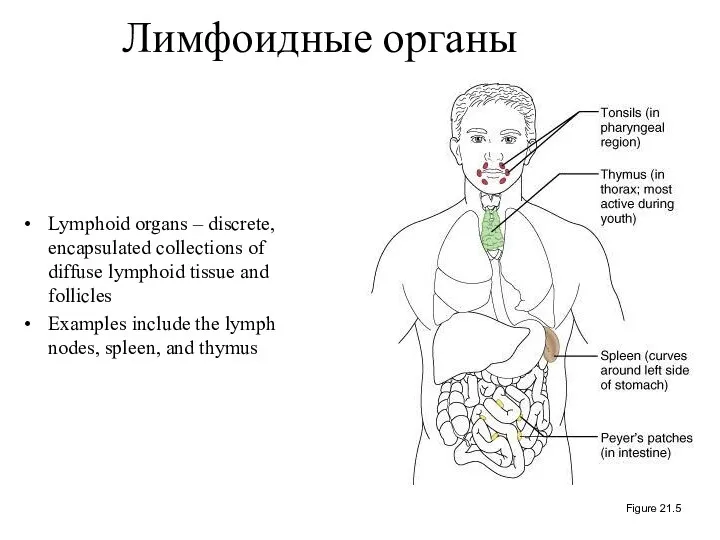 Лимфоидные органы Lymphoid organs – discrete, encapsulated collections of diffuse