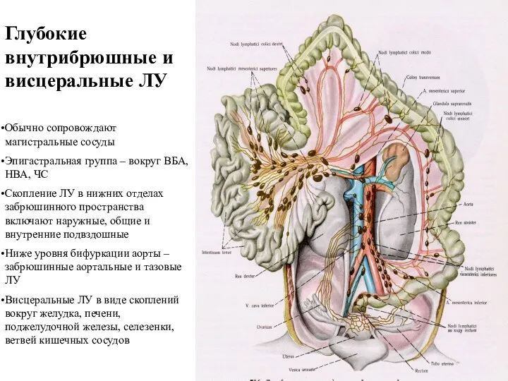 Глубокие внутрибрюшные и висцеральные ЛУ Обычно сопровождают магистральные сосуды Эпигастральная