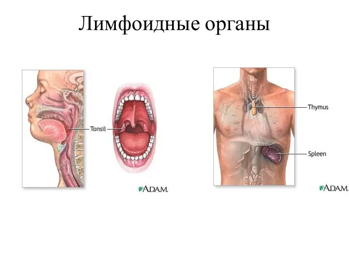 Лимфоидные органы