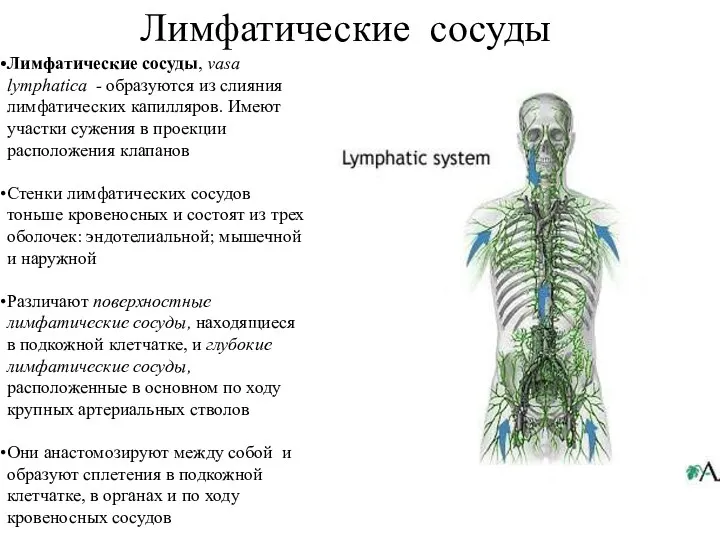 Лимфатические сосуды, vasa lymphatica - образуются из слияния лимфатических капилляров.