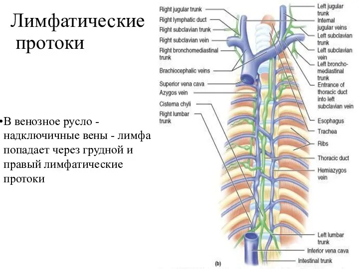 В венозное русло - надключичные вены - лимфа попадает через