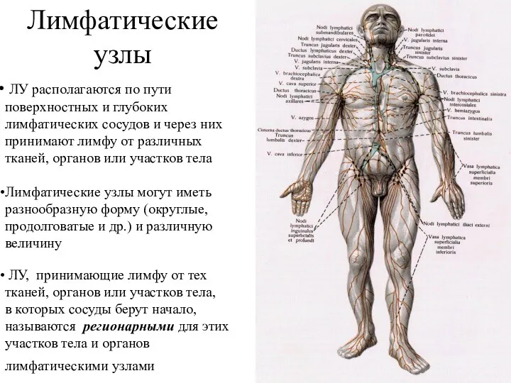 ЛУ располагаются по пути поверхностных и глубоких лимфатических сосудов и