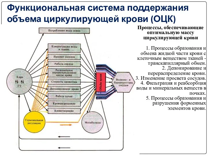 Функциональная система поддержания объема циркулирующей крови (ОЦК) Процессы, обеспечивающие оптимальную массу циркулирующей крови