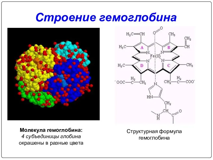 Строение гемоглобина Молекула гемоглобина: 4 субъединицы глобина окрашены в разные цвета Структурная формула гемоглобина