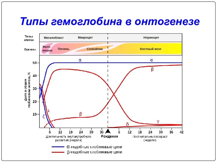 Типы гемоглобина в онтогенезе