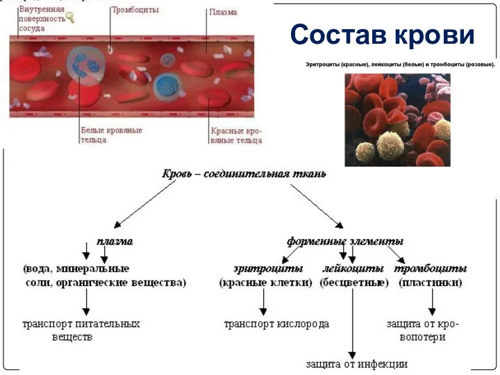 Состав крови