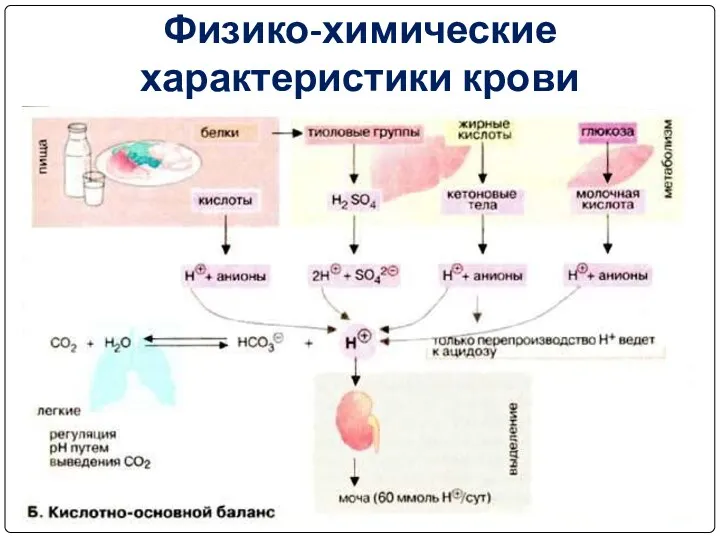 Физико-химические характеристики крови