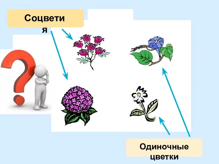 Соцветия Одиночные цветки