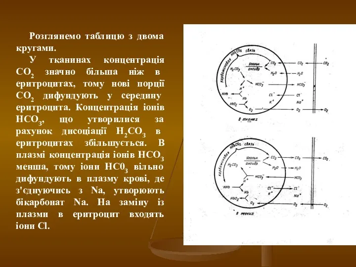 Розглянемо таблицю з двома кругами. У тканинах концентрація СО2 значно більша ніж в