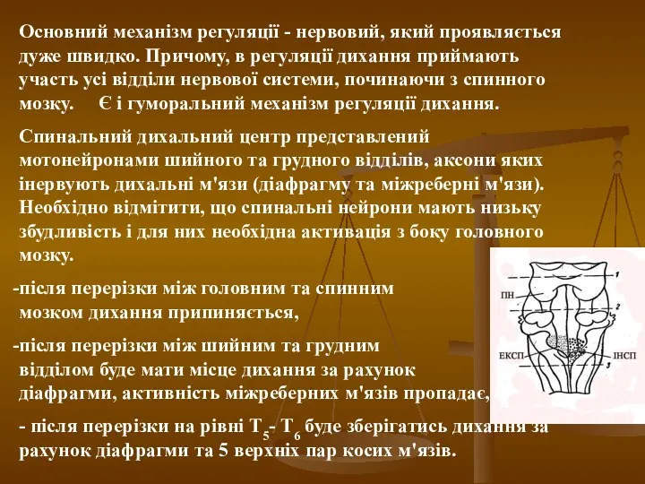 Основний механізм регуляції - нервовий, який проявляється дуже швидко. Причому, в регуляції дихання