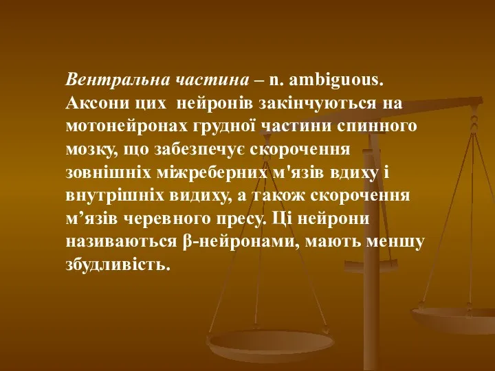 Вентральна частина – n. ambiguous. Аксони цих нейронів закінчуються на мотонейронах грудної частини